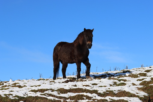 Outline of a dark pony in a snow covered field against a blue sky