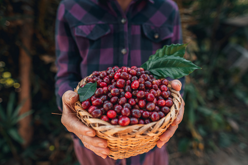 Farmer's hand holds a basket of fresh coffee beans
