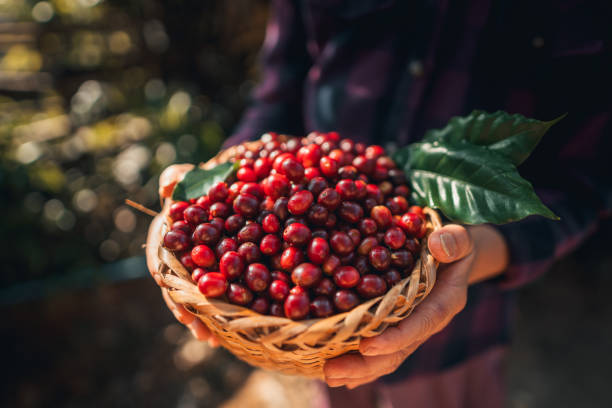 istock Cherry coffee beans in a basket 1824517386