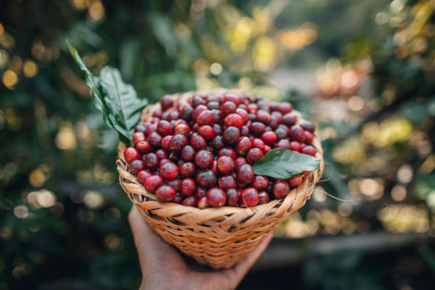 istock Cherry coffee beans in a basket 1824517604