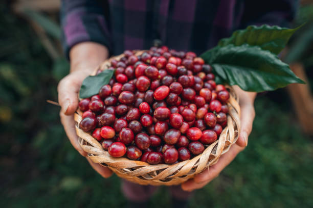 istock Cherry coffee beans in a basket 1824518349