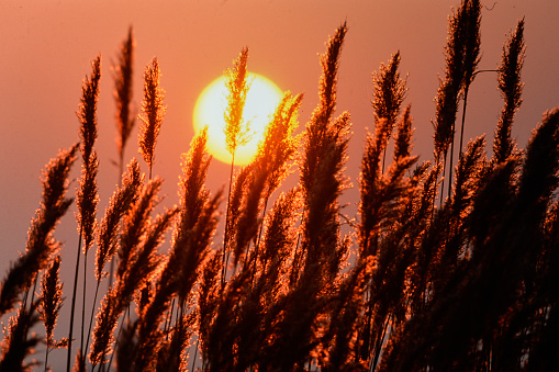 sunset over the reeds