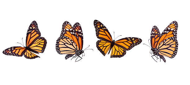 Monarch Butterfly Isolated Monarch Butterflies Banner. monarch butterfly stock pictures, royalty-free photos & images
