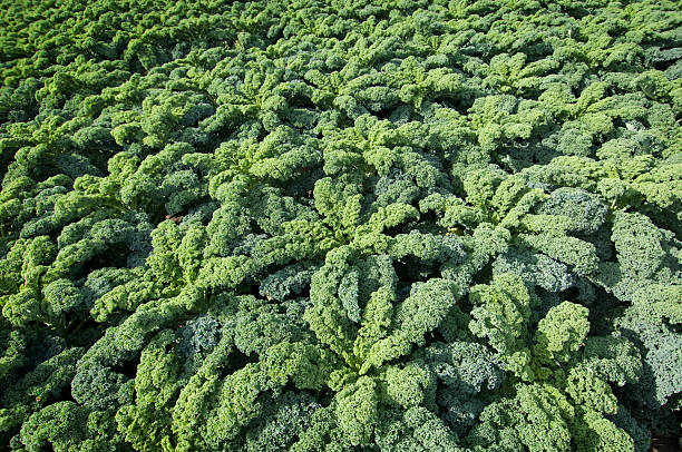 istock Field Of Kale 182454503