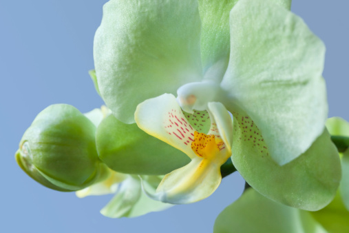 Hybrid green phalaenopsis orchid isolated on blue.SEE SERIES:
