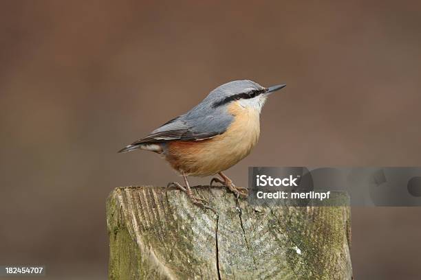 Nuthatch On Post In Newforest Stock Photo - Download Image Now - Animal, Animal Wildlife, Backgrounds