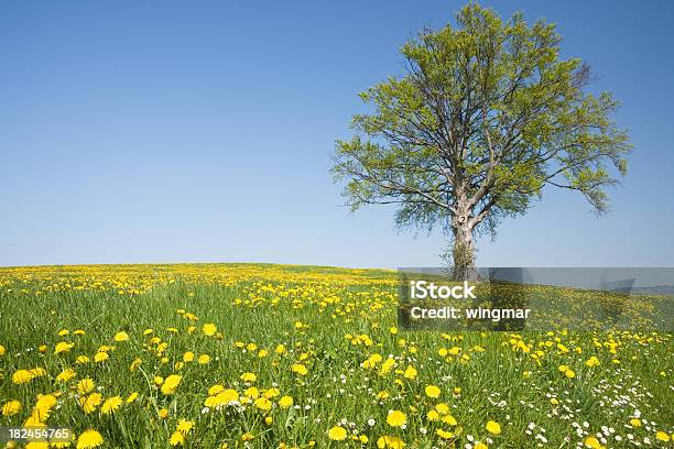 Praia Da Bavária Árvore - Fotografias de stock e mais imagens de Aberto - Aberto, Abril, Agricultura