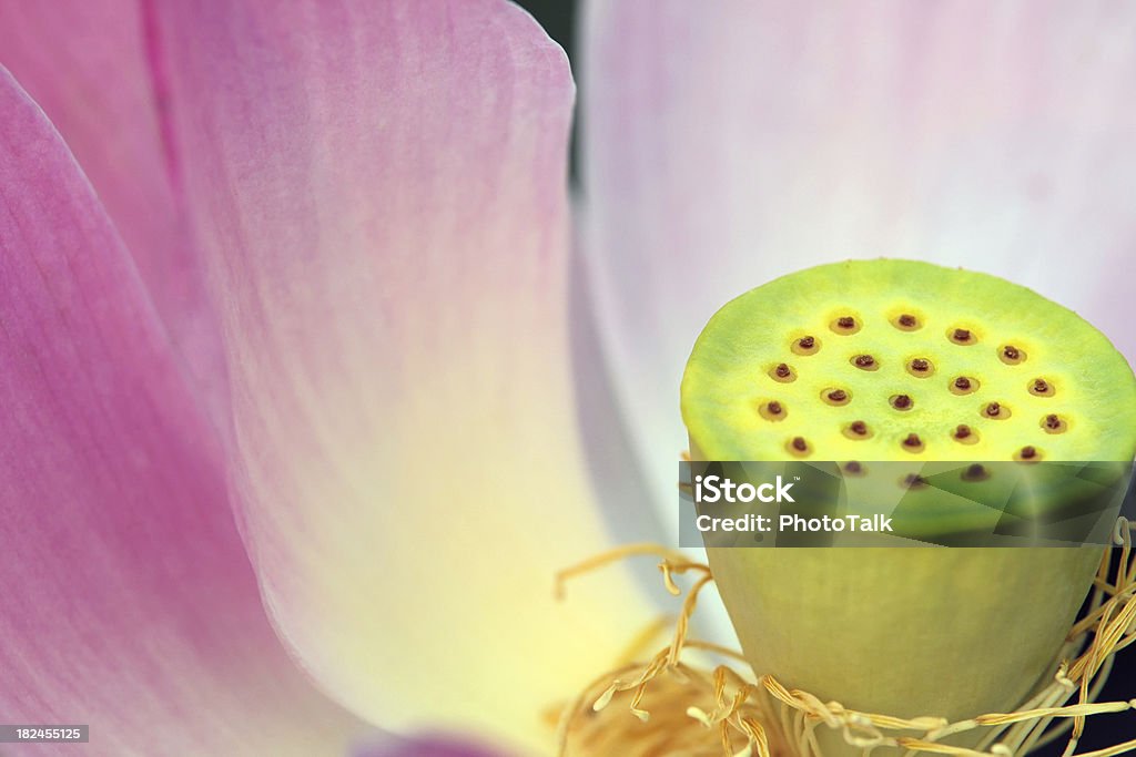 Lotus-XLarge - Foto stock royalty-free di Acqua