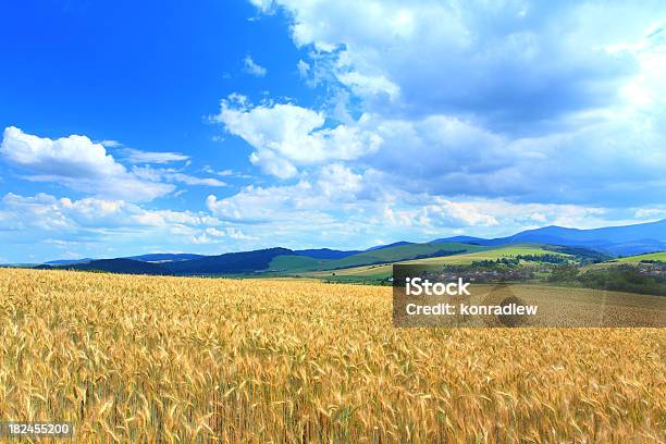 Golden Wheat Landschaft Stockfoto und mehr Bilder von Agrarbetrieb - Agrarbetrieb, Anhöhe, Bedeckter Himmel