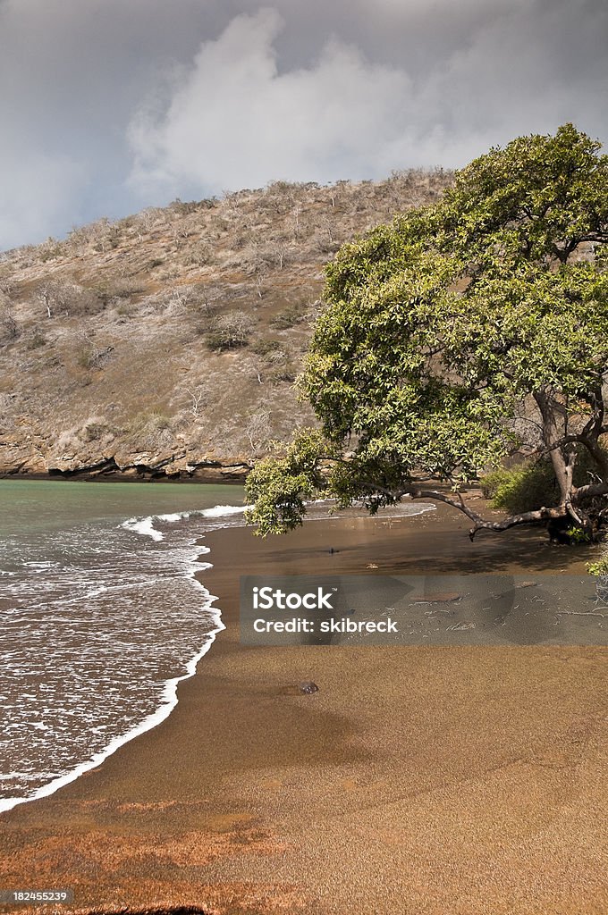 Lone Tree sulla spiaggia - Foto stock royalty-free di Albero