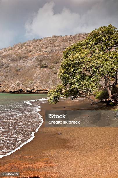 Lone Tree Sulla Spiaggia - Fotografie stock e altre immagini di Albero - Albero, Composizione verticale, Ecuador