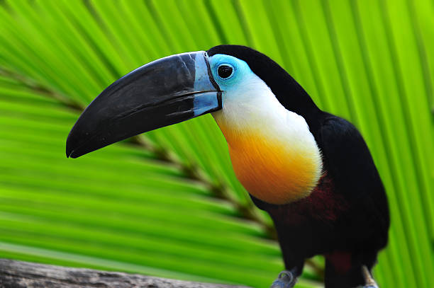 Colorful parrot toucan stock photo