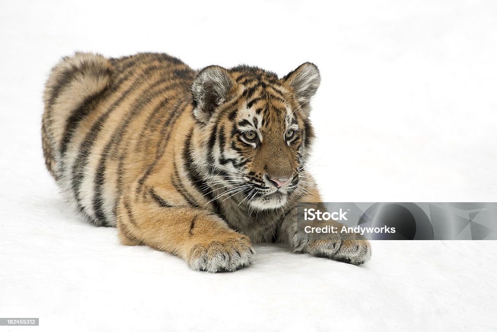 Entspannende Tiger Cub im Winter - Lizenzfrei Schnee Stock-Foto