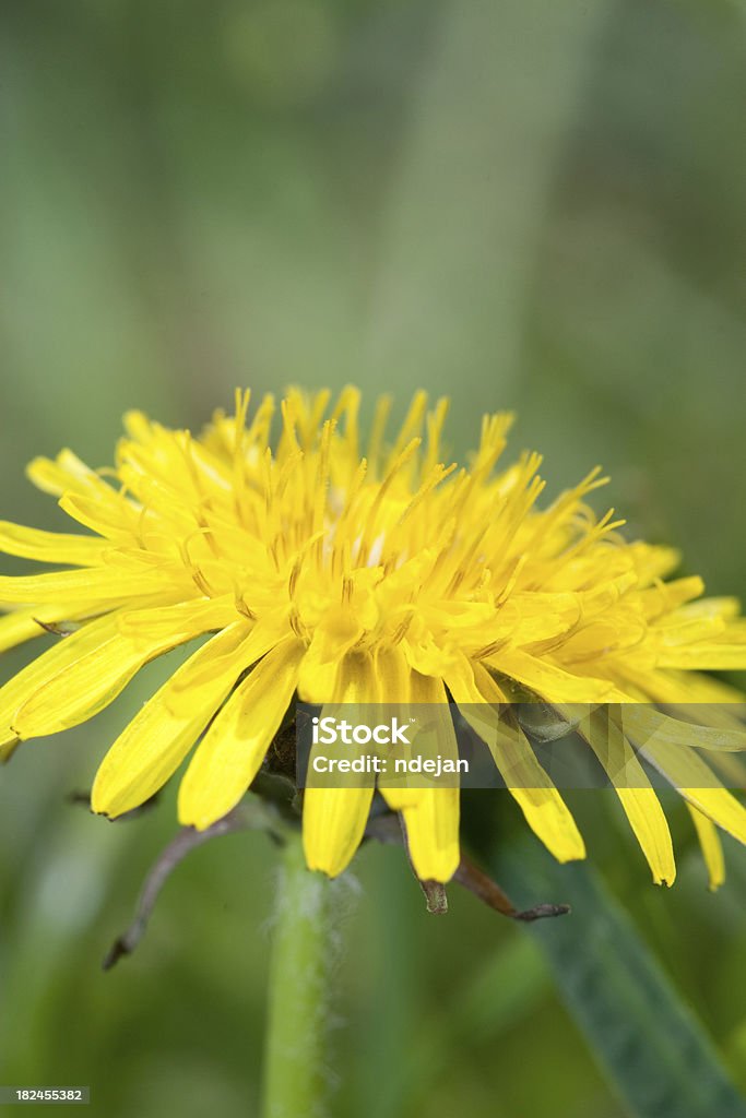 Dandelion Dandelion - yellow flower Close-up Stock Photo