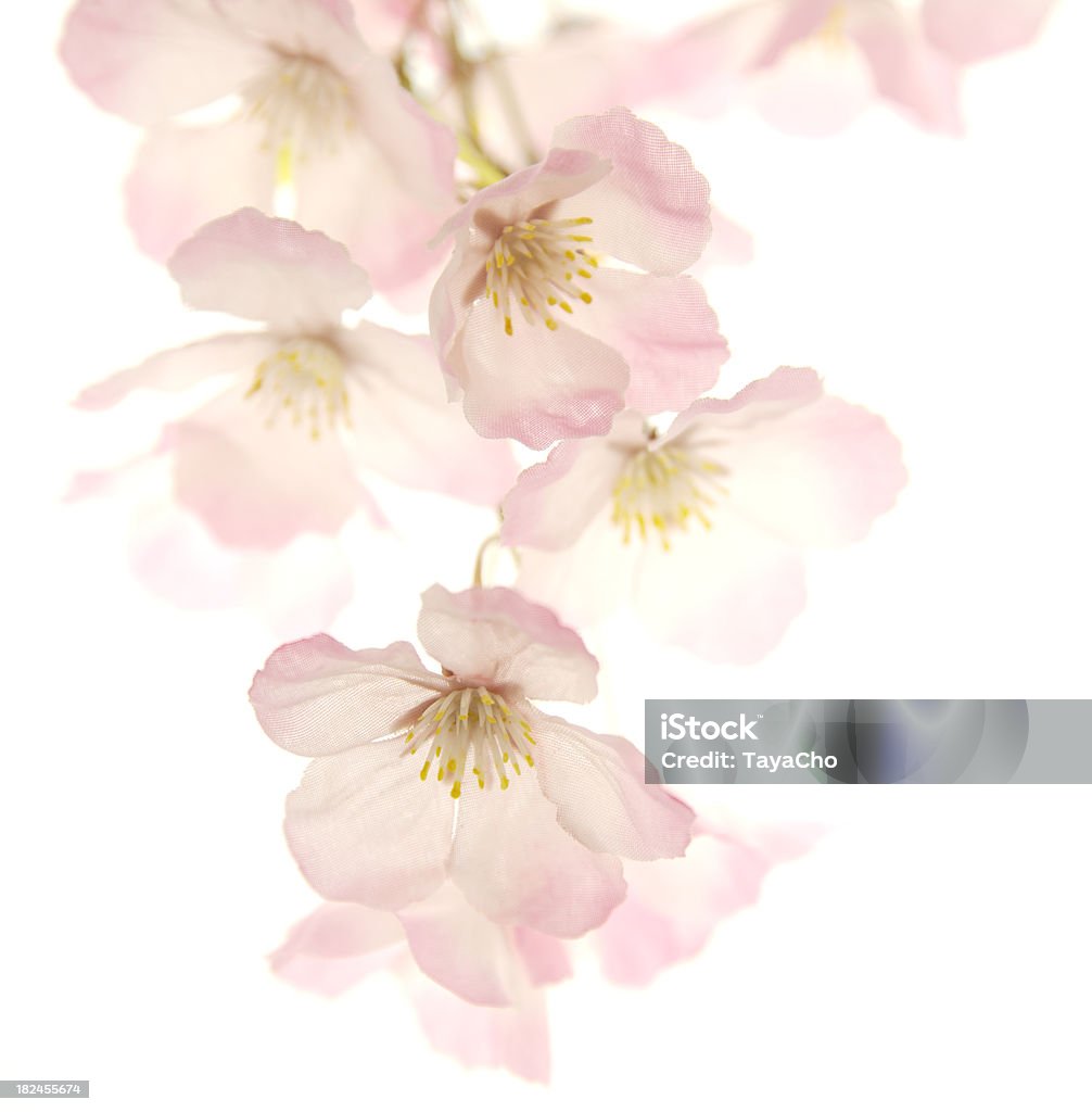ピンクの桜 - 桜の花のロイヤリティフリーストックフォト