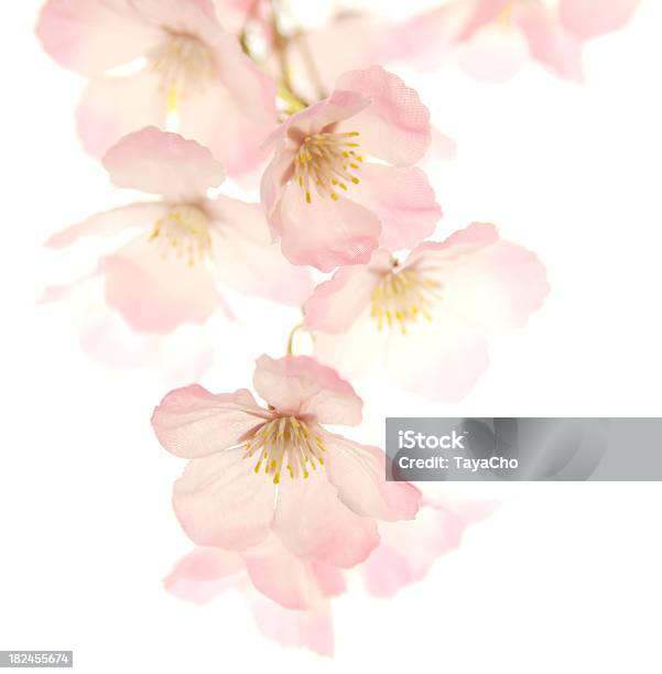 ピンクの桜 - 桜の花のストックフォトや画像を多数ご用意 - 桜の花, やわらか, カットアウト