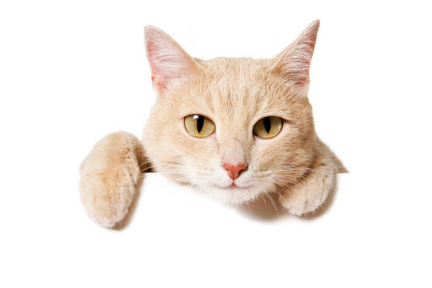 Blank Sign - Funny Cat "Funny cat peeking out of a blank sign, isolated on white. You can add extra space with your message to the bottom." ginger cat stock pictures, royalty-free photos & images