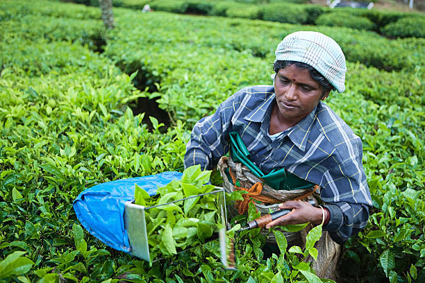 istock Woman harvesting tea leaves 182455949