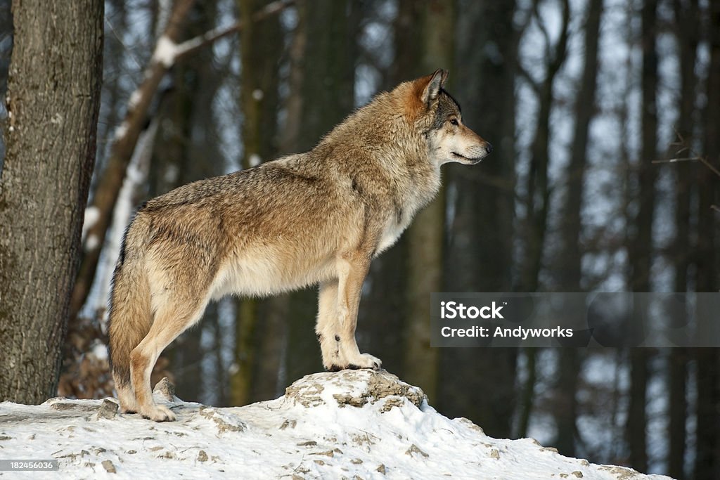 Wunderschöne Wolf im Winter - Lizenzfrei Wolf Stock-Foto