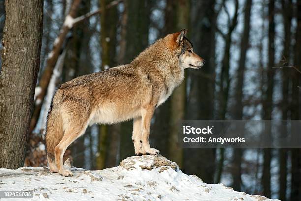 Wunderschöne Wolf Im Winter Stockfoto und mehr Bilder von Wolf - Wolf, Europäischer Wolf, Einzelnes Tier