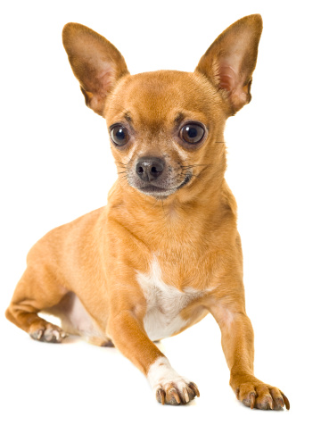chihuahua isolated on white