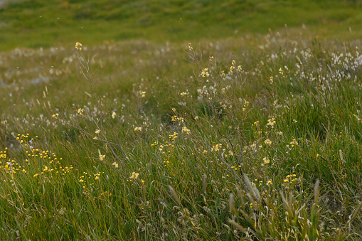 Image of a grass field with wildflowers. Pasture with small wildflowers and insects that fly over the plants. Can be used as banner background, wallpaper