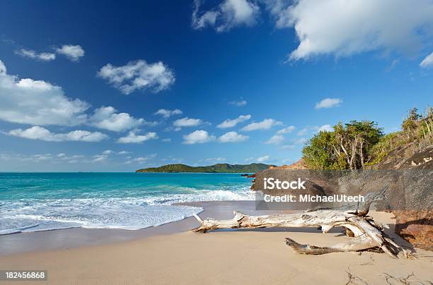 Driftwood Sobre Umas Praia Das Caraíbas - Fotografias de stock e mais imagens de Antígua - Ilhas Leeward - Antígua - Ilhas Leeward, Praia, Antígua e Barbuda