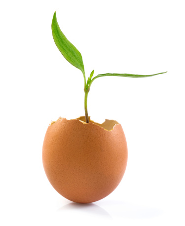 Young plant growing in a egg shell on white background