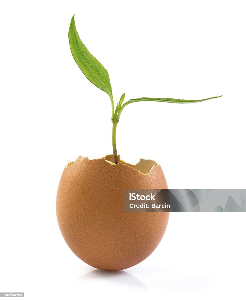 New life Young plant growing in a egg shell on white background Animal Egg Stock Photo