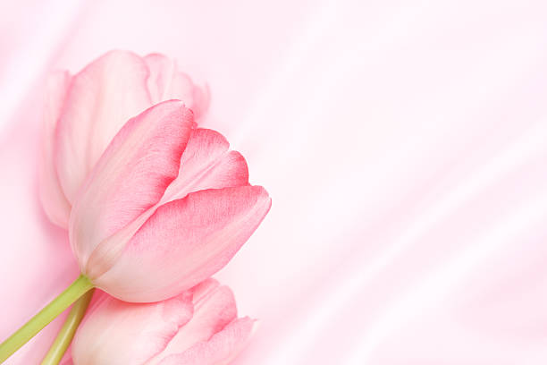 istock Pink Tulips On Satin 182457050