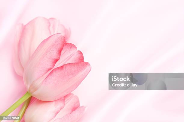 Różowe Tulipany Na Satyna - zdjęcia stockowe i więcej obrazów Bez ludzi - Bez ludzi, Fotografika, Horyzontalny