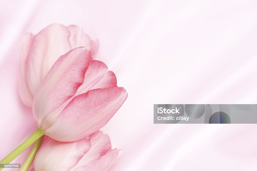 Tulipas cor de rosa em cetim - Foto de stock de Cetim royalty-free
