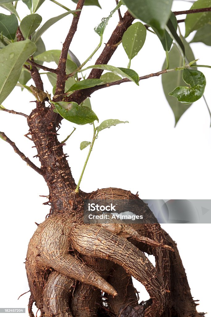 Żeń-szeń Ficus (Ficus retusa - Zbiór zdjęć royalty-free (Botanika)