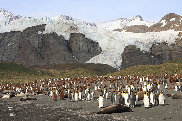 istock King Penguin colony and Glacier 182457212