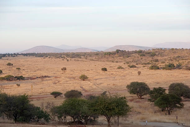 istock Savannah with Acacia Trees in Morning Light 182457372