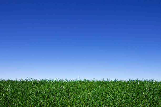 Green field and blue sky stock photo