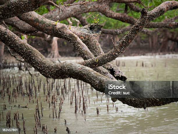 Foto de Floresta De Mangal e mais fotos de stock de Alga - Alga, Arbusto, Aventura