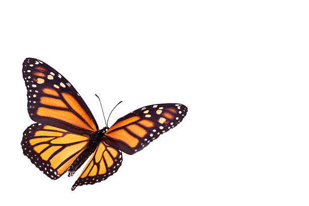 mariposa monarca - butterfly monarch butterfly isolated flying fotografías e imágenes de stock