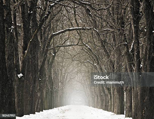 Avenida De Inverno - Fotografias de stock e mais imagens de Ausência - Ausência, Avenida, Condições Meteorológicas