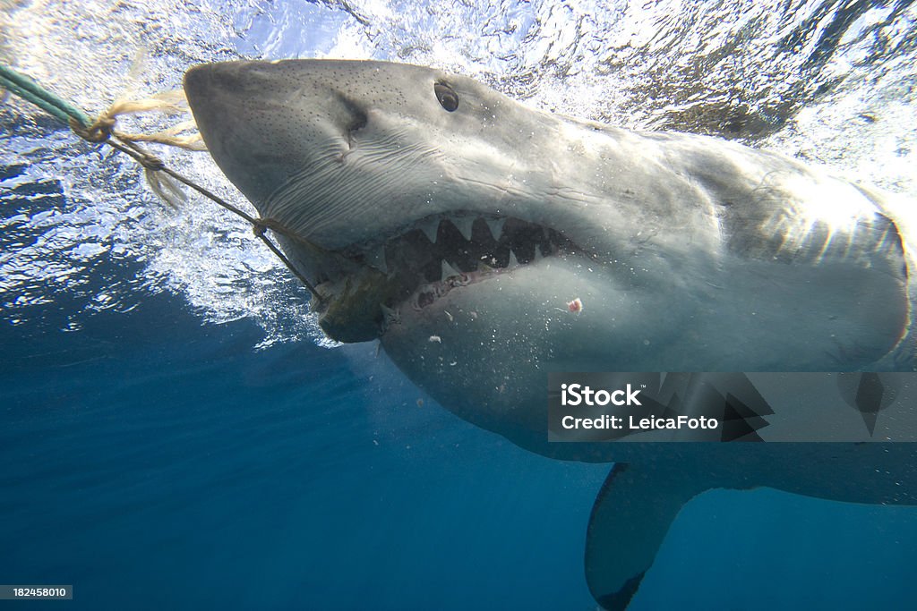 Shark Bite A large Great White Shark eating a piece of tuna off the coast of Port Lincoln in South Australia. Shark Stock Photo
