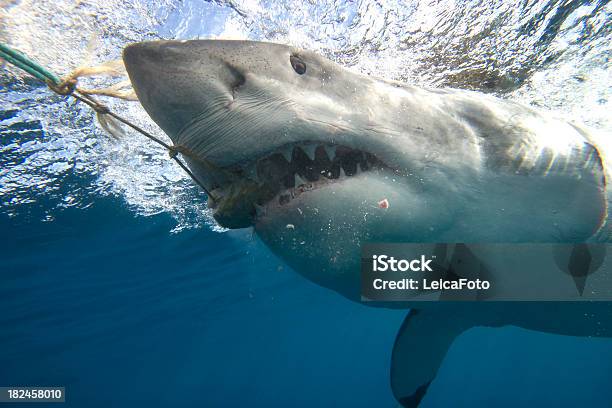 Shark Bite Stock Photo - Download Image Now - Shark, Biting, Australia