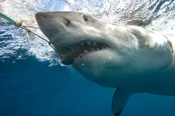 A large Great White Shark eating a piece of tuna off the coast of Port Lincoln in South Australia.