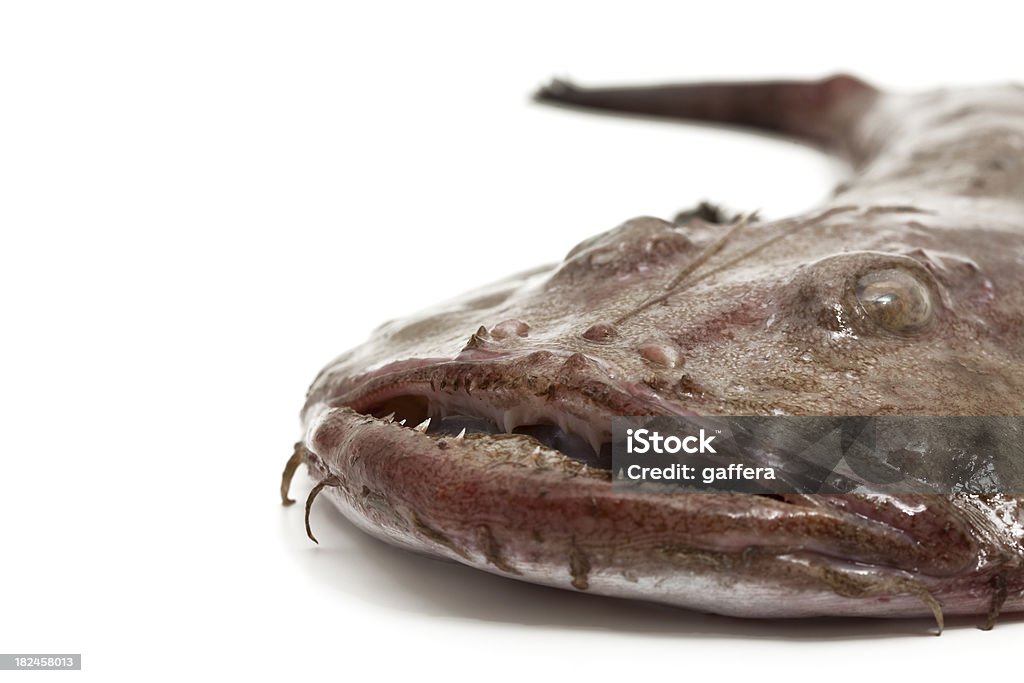 Bocca di una rana pescatrice - Foto stock royalty-free di Rana pescatrice