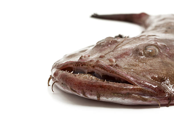 istock mouth of an anglerfish 182458013