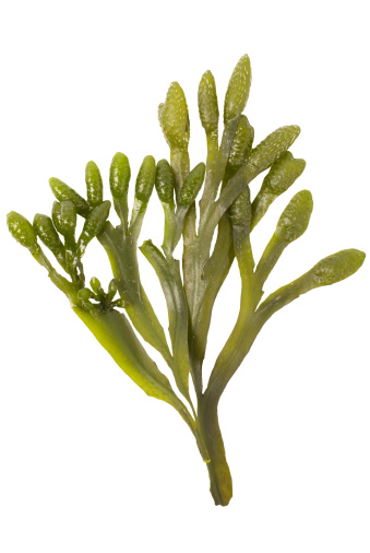 seaweed cut out on a white background