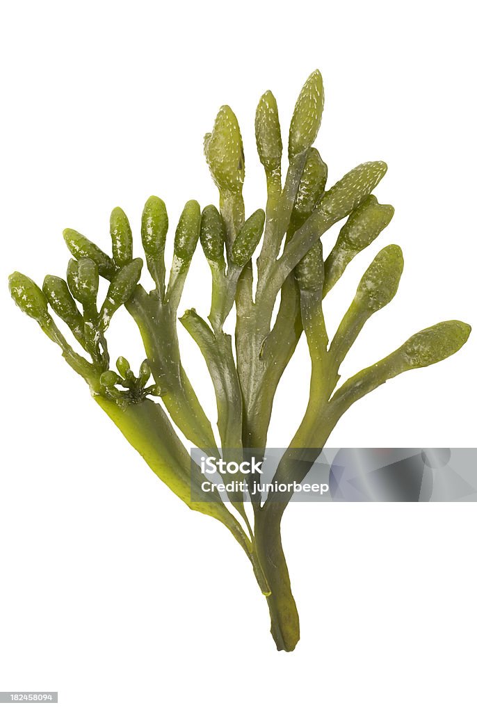 seaweed on white seaweed cut out on a white background Seaweed Stock Photo