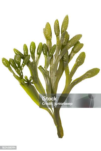 Seaweed On White Stock Photo - Download Image Now - Seaweed, Algae, Cut Out