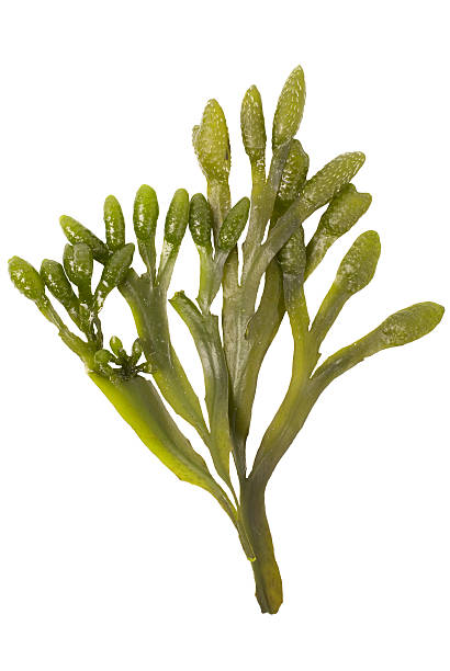 водоросли на белом - seaweed стоковые фото и изображения