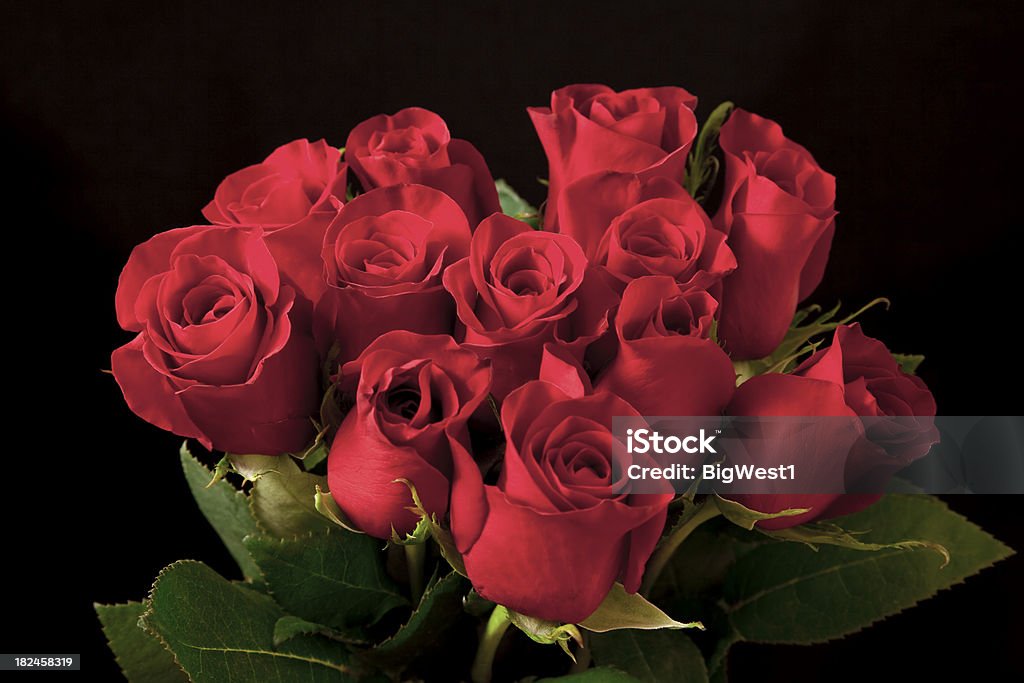 Rosas - Foto de stock de Doze Rosas royalty-free