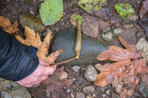 istock Spotted Banana Slug 1824583303